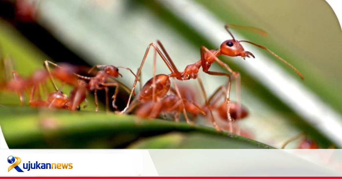 Cara Ternak Semut Rangrang untuk Pemula – Rujukan News