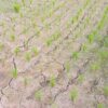 Puluhan hektare lahan pertanian di Kelurahan Lembang Parang, Kecamatan Barombong, Kabupaten Gowa, mengalami kekeringan pada Rabu, 10 Juni 2026. Petani berharap pemerintah segera turun tangan melalui distribusi air darurat dan solusi irigasi permanen.