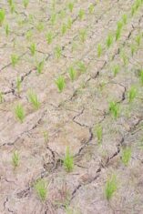 Puluhan hektare lahan pertanian di Kelurahan Lembang Parang, Kecamatan Barombong, Kabupaten Gowa, mengalami kekeringan pada Rabu, 10 Juni 2026. Petani berharap pemerintah segera turun tangan melalui distribusi air darurat dan solusi irigasi permanen.