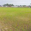 Keluhan petani terkait kekeringan sawah di Kelurahan Lembang Parang, Kecamatan Barombong, mulai mendapat respons dari Dinas Tanaman Pangan dan Hortikultura Kabupaten Gowa. Kadis telah menginstruksikan kepala bidang terkait untuk meninjau lokasi pada Kamis, 11 Juni 2026.