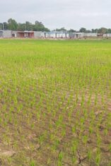 Keluhan petani terkait kekeringan sawah di Kelurahan Lembang Parang, Kecamatan Barombong, mulai mendapat respons dari Dinas Tanaman Pangan dan Hortikultura Kabupaten Gowa. Kadis telah menginstruksikan kepala bidang terkait untuk meninjau lokasi pada Kamis, 11 Juni 2026.