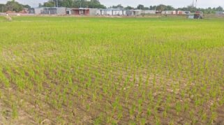 Keluhan petani terkait kekeringan sawah di Kelurahan Lembang Parang, Kecamatan Barombong, mulai mendapat respons dari Dinas Tanaman Pangan dan Hortikultura Kabupaten Gowa. Kadis telah menginstruksikan kepala bidang terkait untuk meninjau lokasi pada Kamis, 11 Juni 2026.