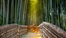 Ilustrasi Hutan Bambu Arashiyama (Foto:jeepe)