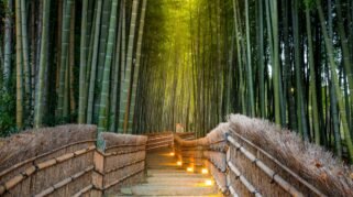 Ilustrasi Hutan Bambu Arashiyama (Foto:jeepe)